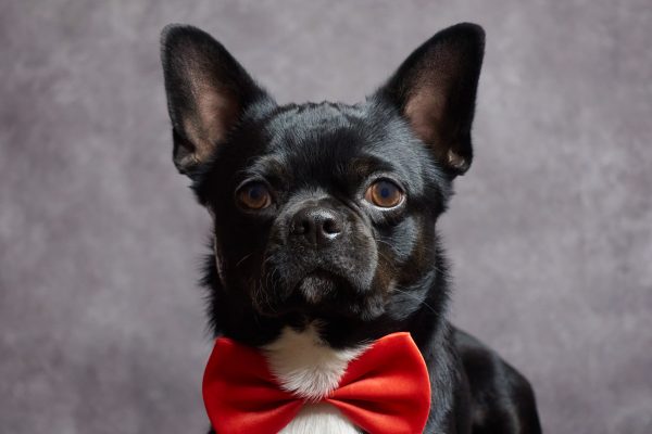 portrait of black chihuahua with red bow 4