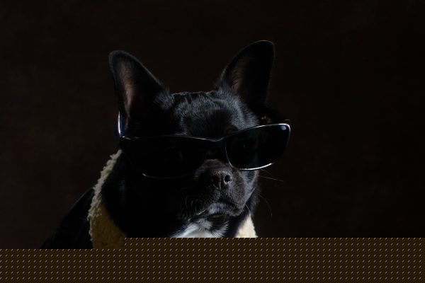 bad boy chihuahua killer portrait