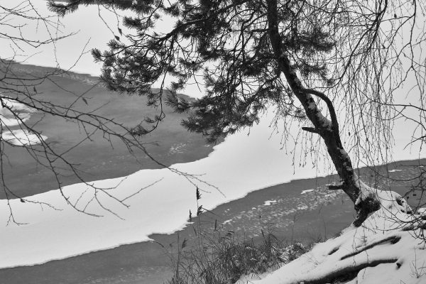 pine on the bank of frozen river