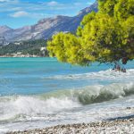 a tree on the beach a heavy waves