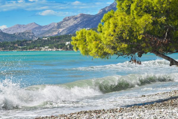 a tree on the beach a heavy waves